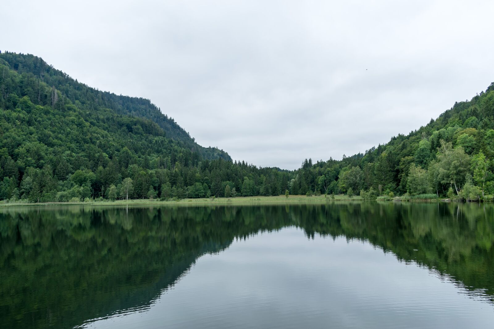 Nikon D5300 sample photo. Swan lake, allg u photography