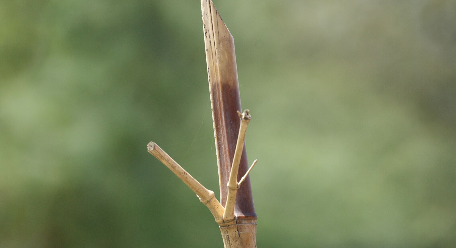 Sony Alpha DSLR-A390 sample photo. Image, nature, palo photography