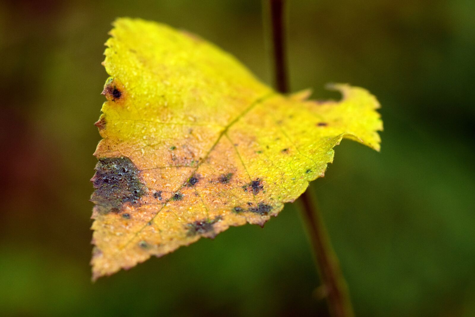 Nikon D3300 sample photo. Leaf, leaves, autumn photography