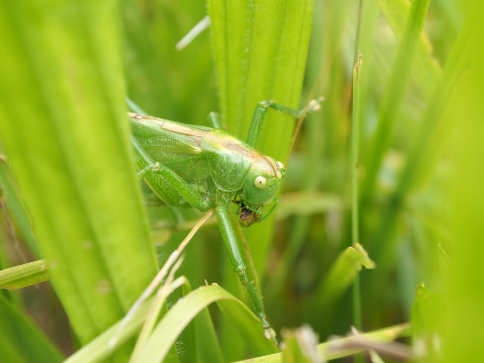 Olympus PEN E-PL7 sample photo. Grasshopper, green, insect photography
