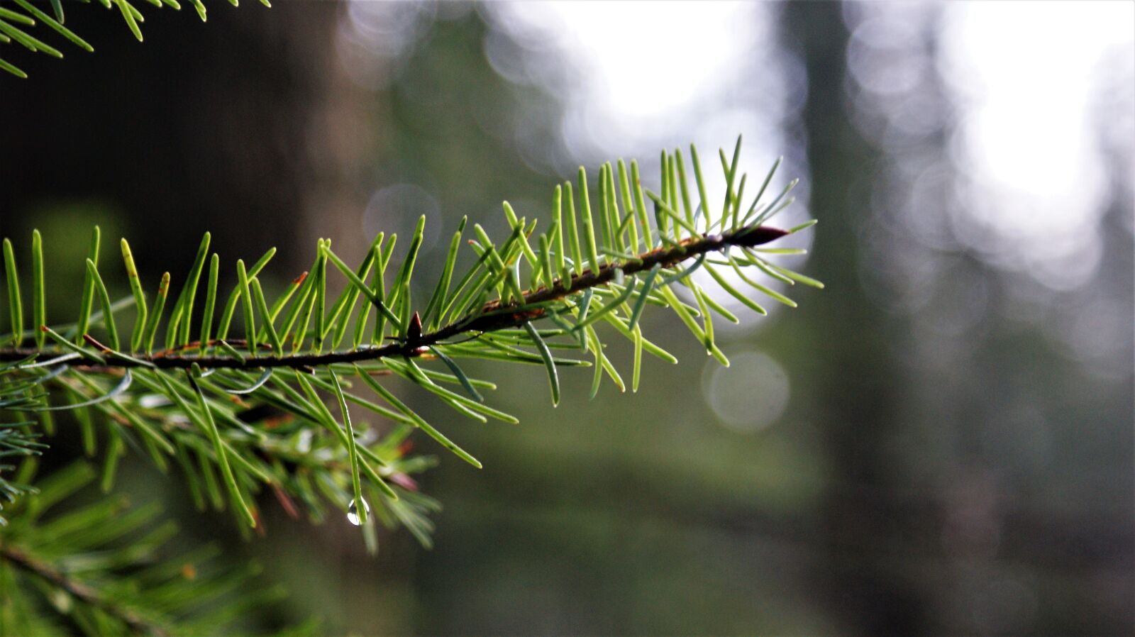 Sony Alpha DSLR-A350 sample photo. Den, winter, landscape photography