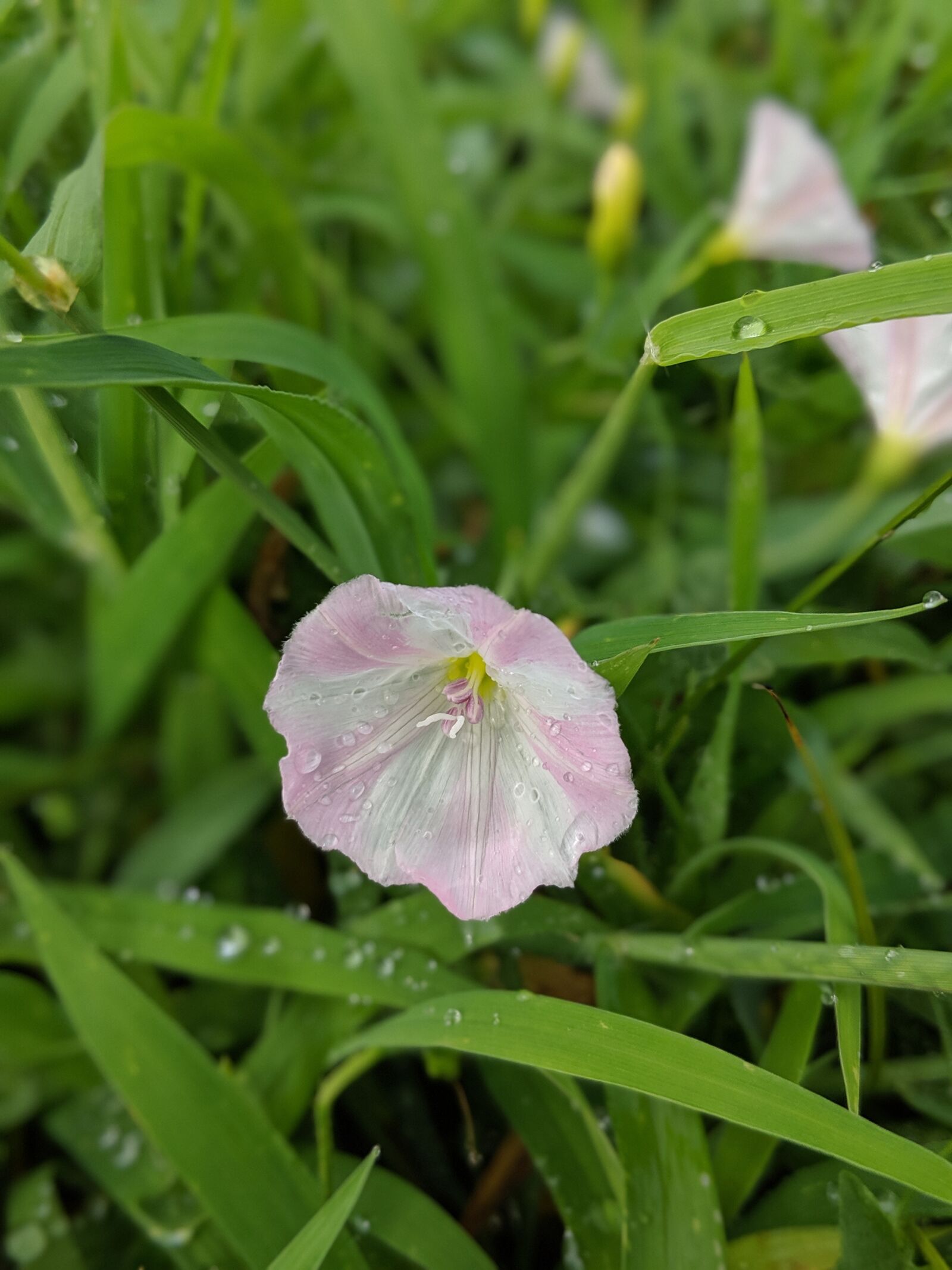 Google Pixel 2 sample photo. Morning glory, dew, rain photography