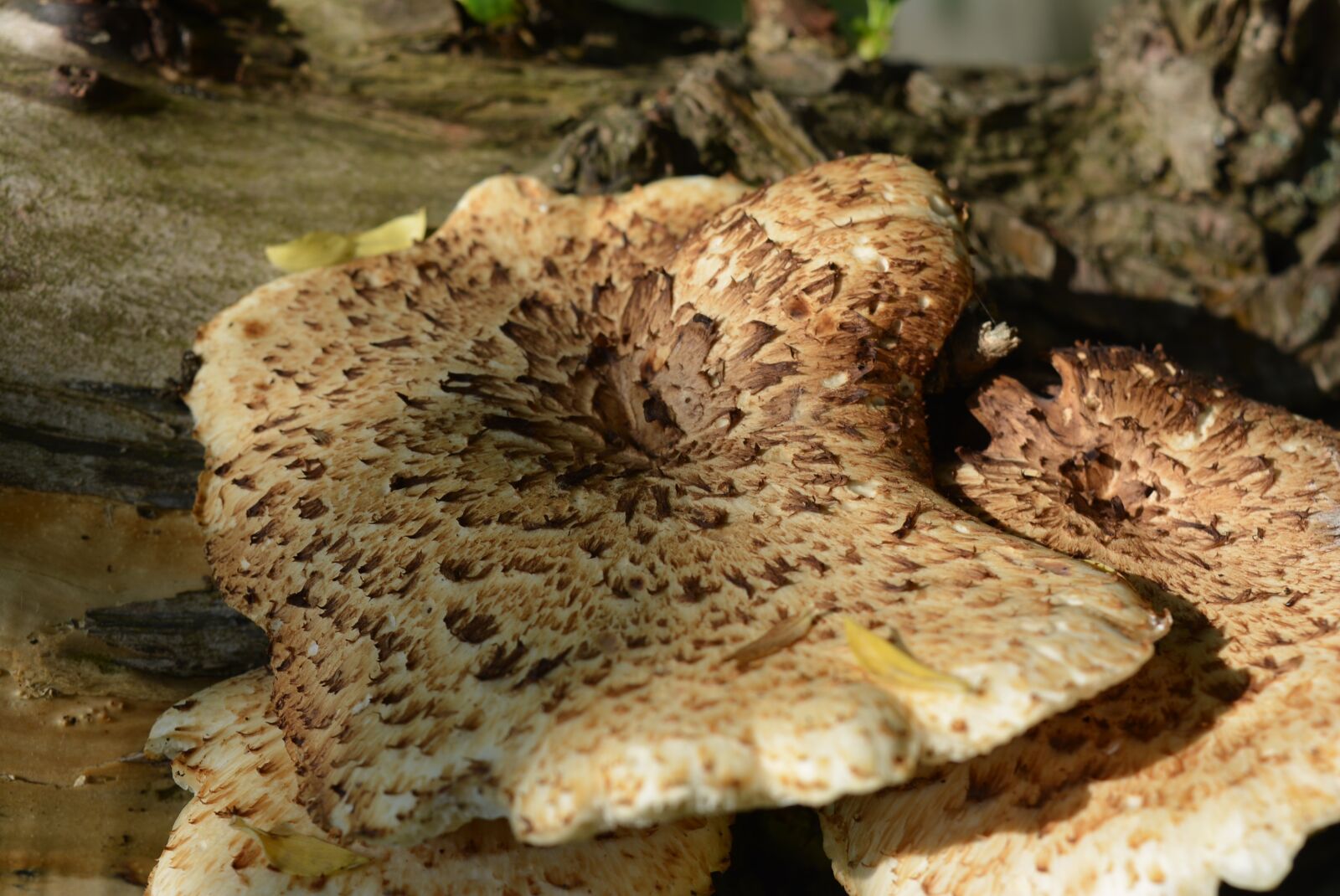Nikon D5200 sample photo. Tree fungus, mushroom, mushrooms photography