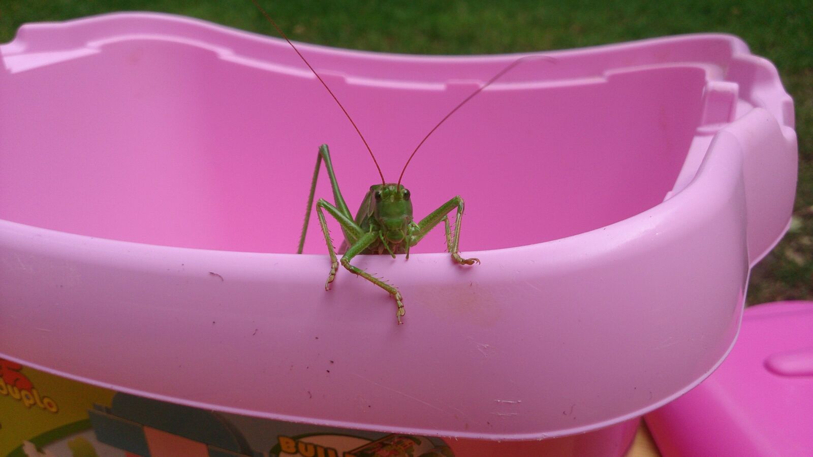 Sony Xperia Z sample photo. Bucket, grasshopper, peekin, pink photography