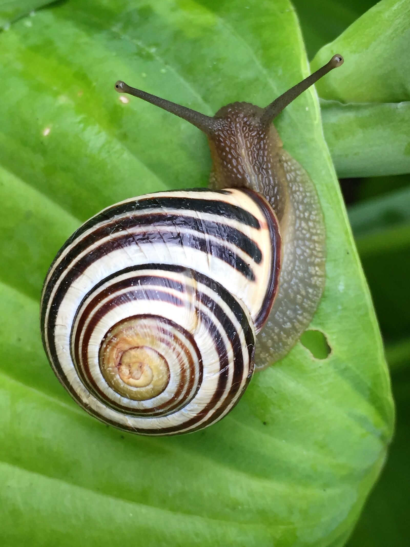 Apple iPhone 6 sample photo. Snail, animal, shell photography