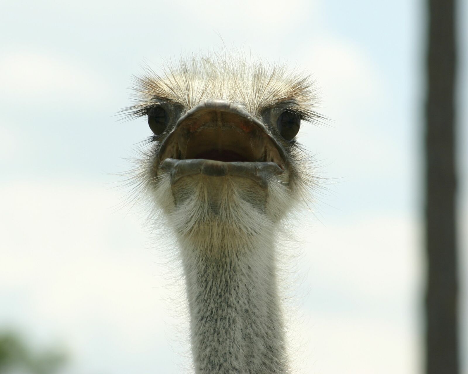 Canon EOS 300D (EOS Digital Rebel / EOS Kiss Digital) sample photo. Ostrich, zoo, beak photography