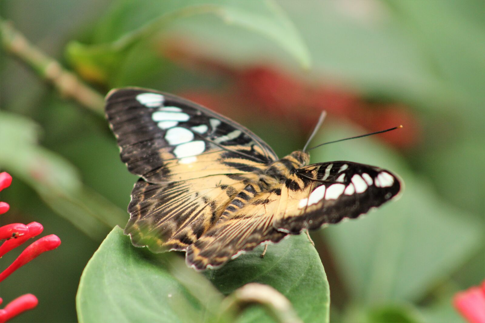 Canon EF75-300mm f/4-5.6 sample photo. Butterfly, flower, animal photography
