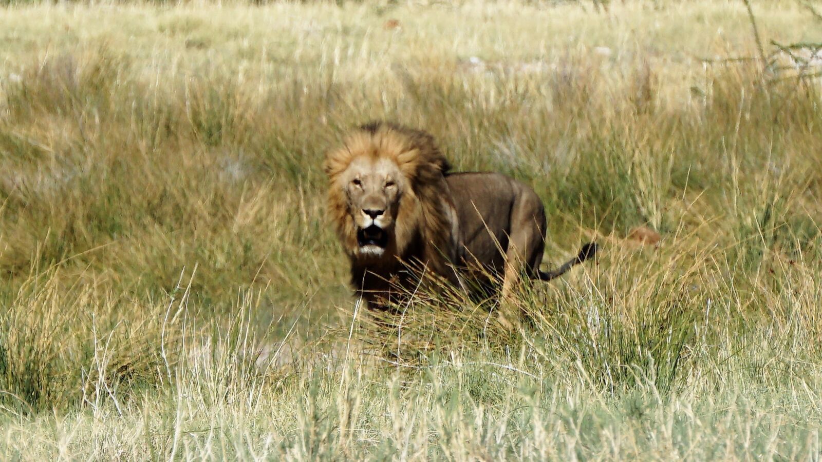 Sony a5100 sample photo. Lion, africa, savanna photography