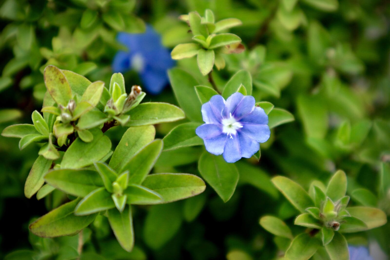 Canon EF-M 15-45mm F3.5-6.3 IS STM sample photo. Nature, flower, blossom photography