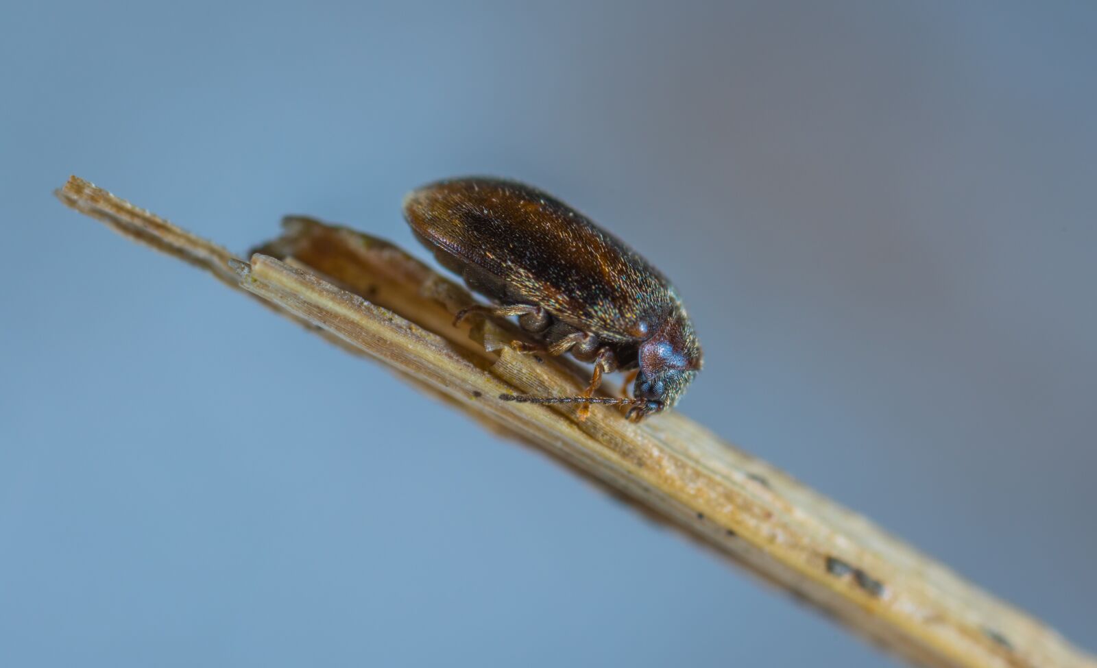 #124 65/2.8 sample photo. Nature, no one, outdoors photography