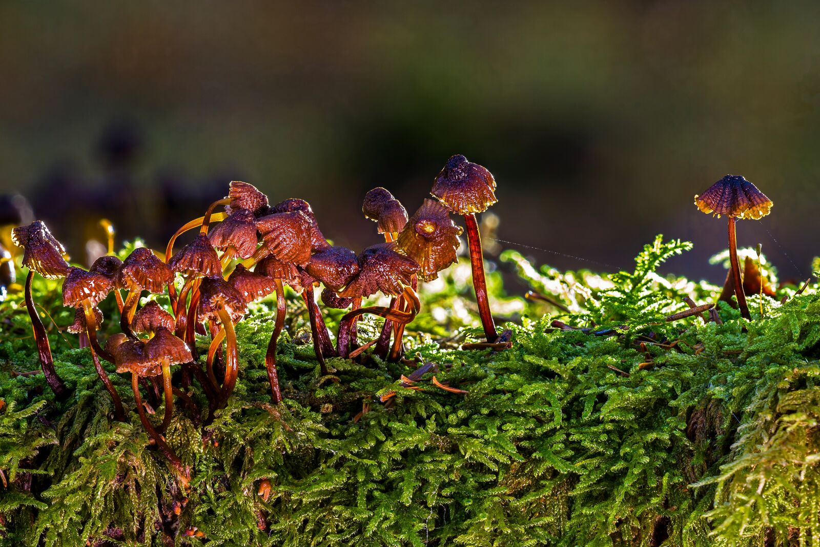 Canon EOS 7D sample photo. Mushrooms, old mushrooms, moss photography
