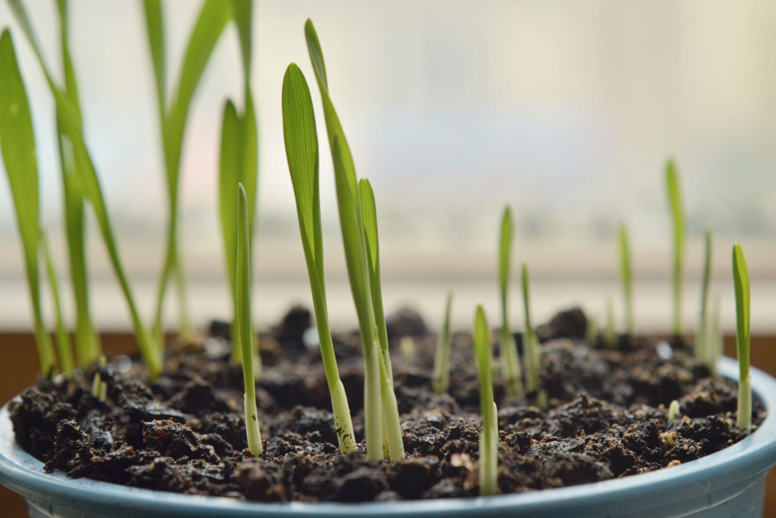 Nikon D7000 sample photo. Barley, grass, the growth photography