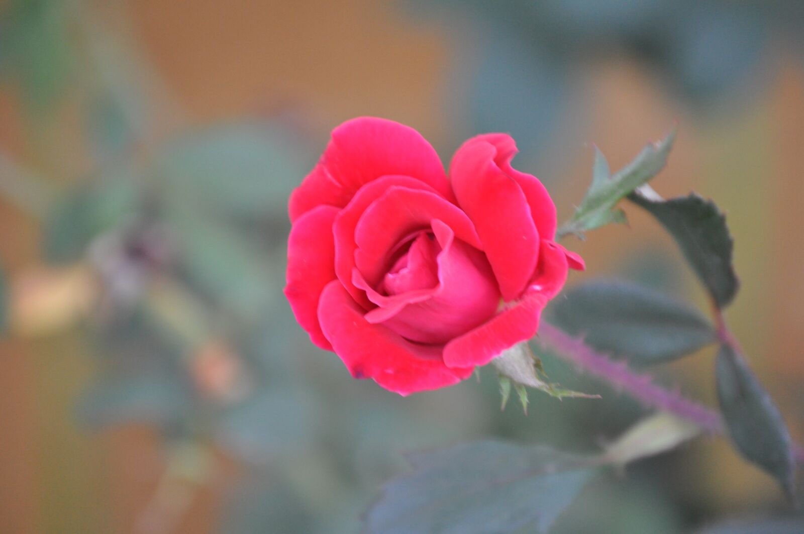 Nikon D5000 sample photo. Knock out rose, texas photography