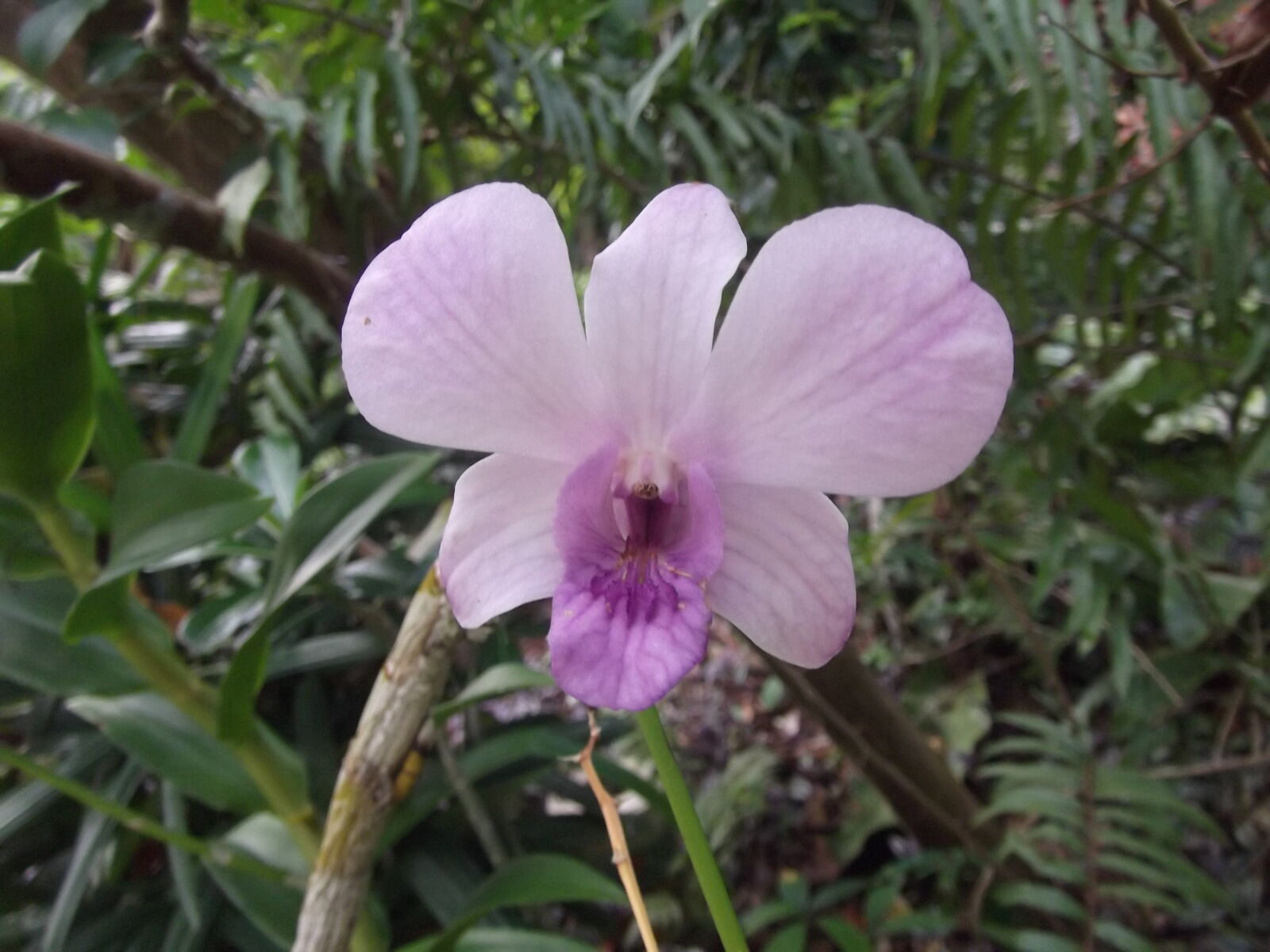 Fujifilm FinePix JX280 sample photo