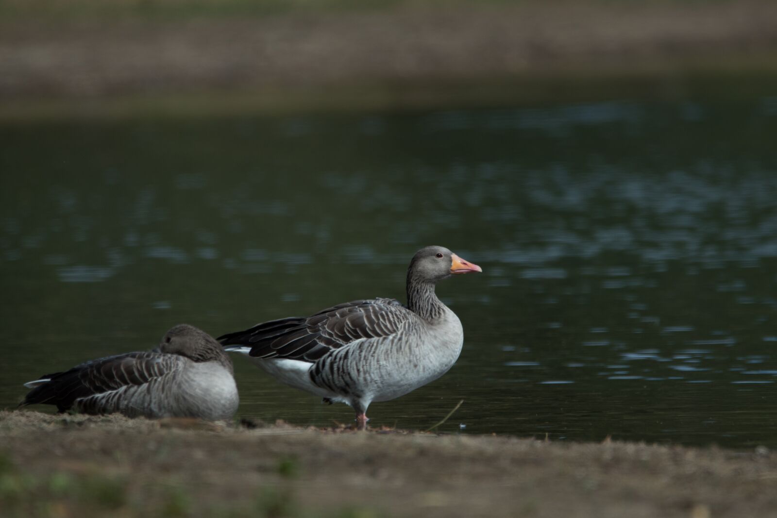 150-600mm F5-6.3 DG OS HSM | Contemporary 015 sample photo. Lake, geese, nature photography