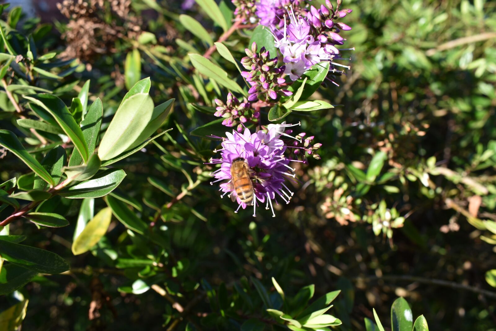 Nikon D3400 sample photo. Bee, flower, honey photography