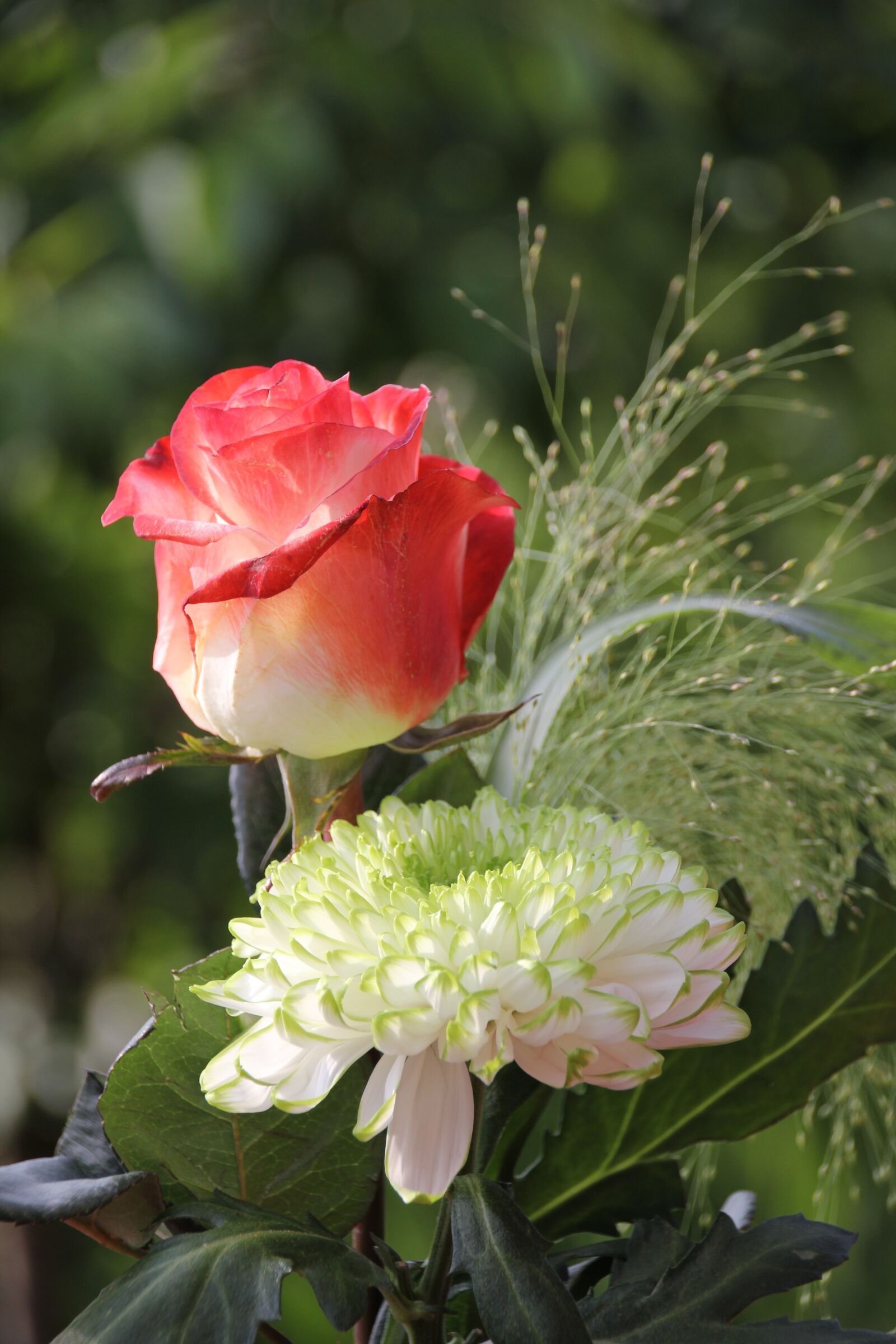 Canon EOS 60D sample photo. Rose white and red photography