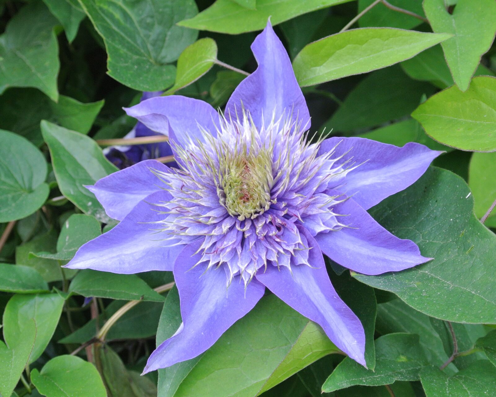 Nikon 1 Nikkor VR 10-30mm F3.5-5.6 sample photo. Clematis, blue, blossom photography