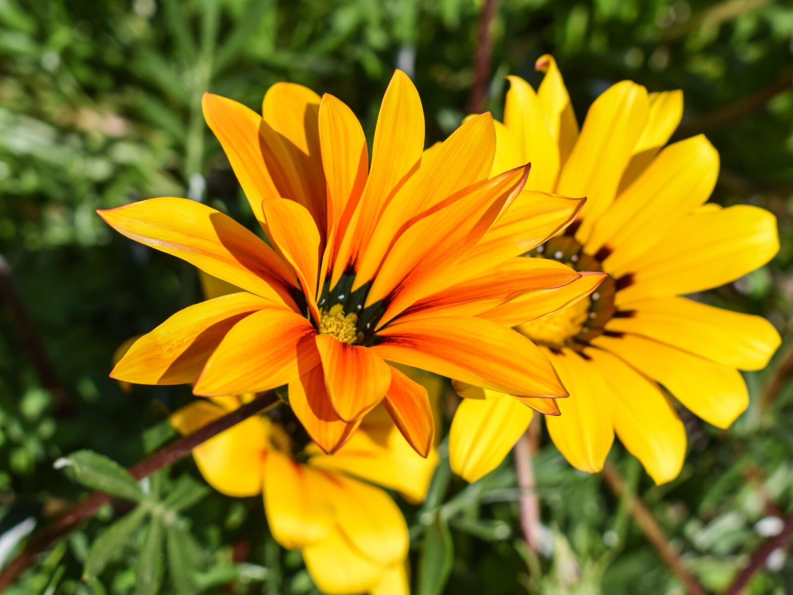 Nikon D3300 sample photo. Gazania, flower, colorful photography