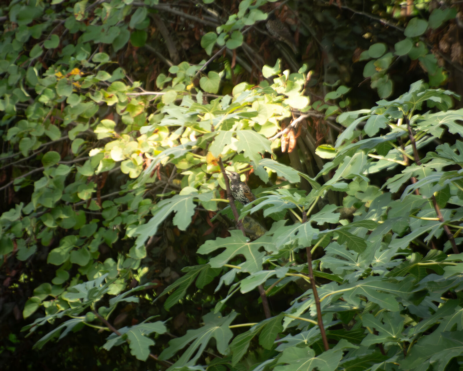 Nikon D7200 sample photo