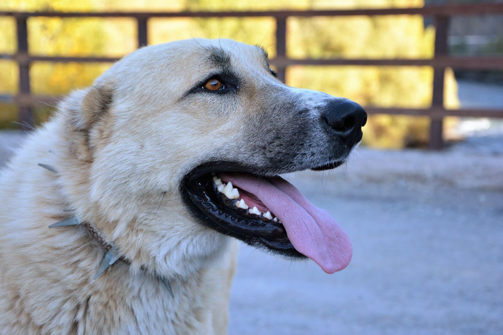 Nikon D7100 sample photo. Dog, shepherd dog, pets photography