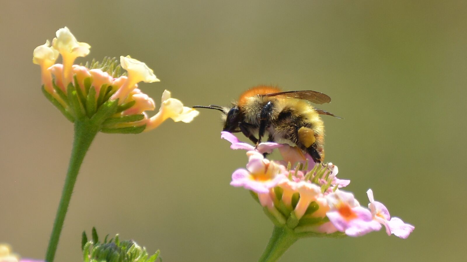 Nikon D5200 sample photo. Bumblebee, flower, spring photography
