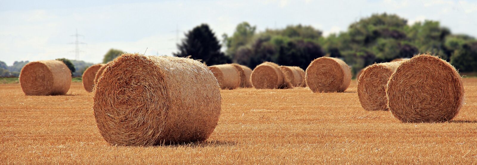 Canon EOS 550D (EOS Rebel T2i / EOS Kiss X4) sample photo. Straw role, harvest, straw photography