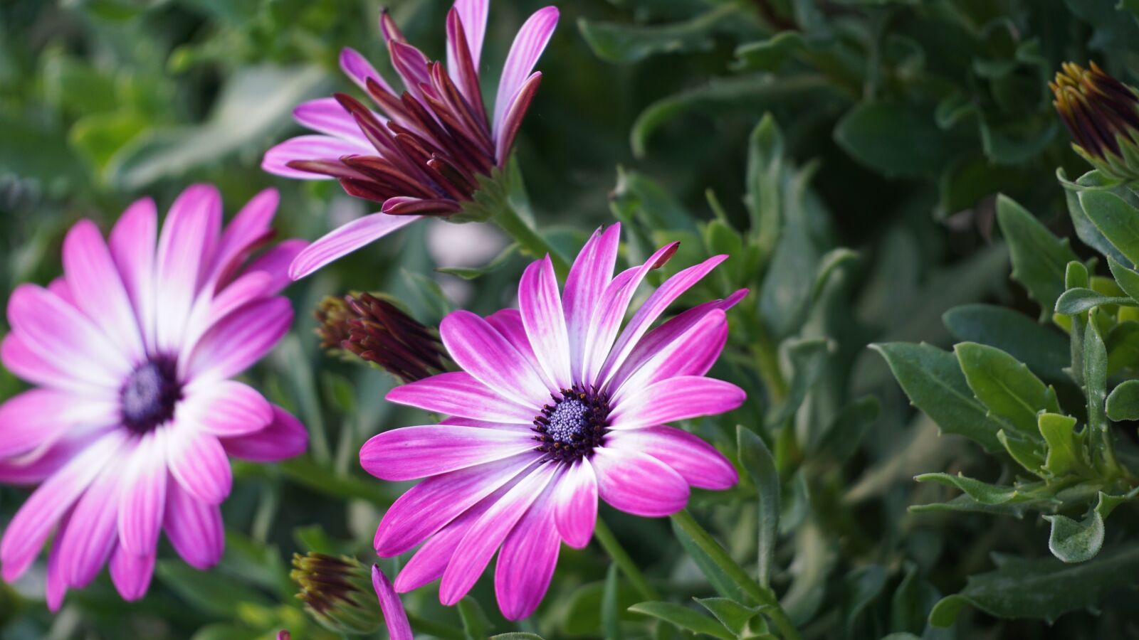 Sony E 70-350mm F4.5-6.3 G OSS sample photo. Daisies, pink, flowers photography