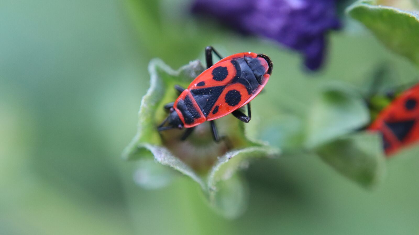 Canon EOS M50 (EOS Kiss M) sample photo. Fire bug, macro, nature photography