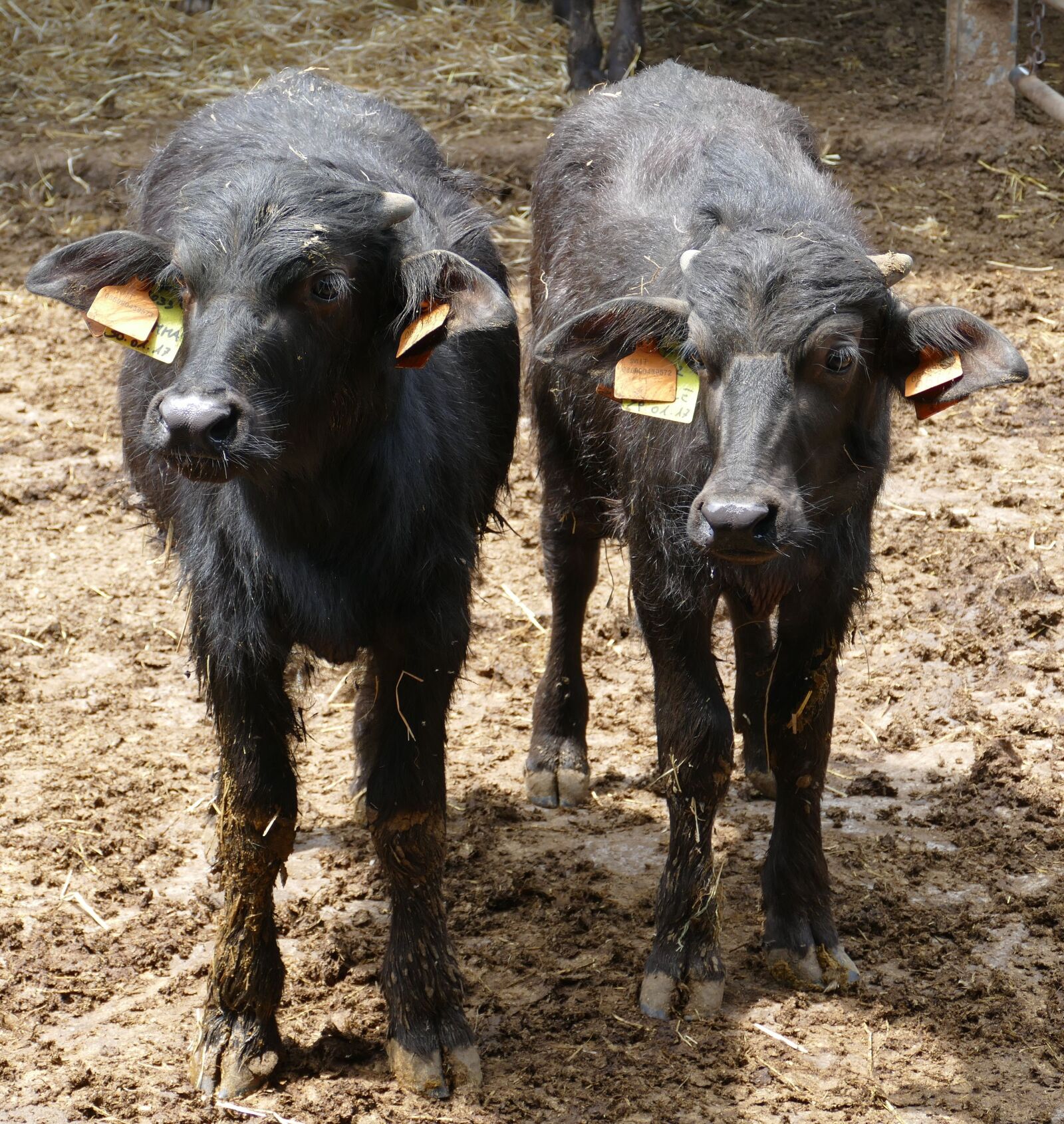 Panasonic Lumix DMC-FZ1000 sample photo. Cow, buffalo, water buffalo photography