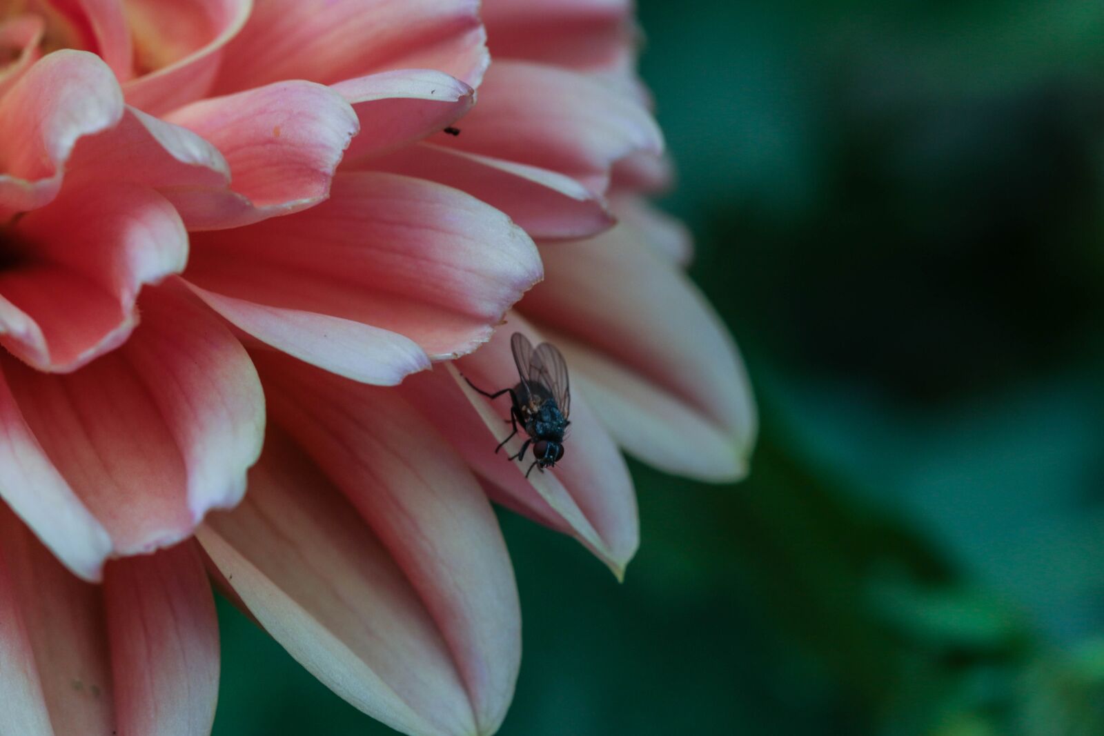 Canon EOS 7D Mark II sample photo. Flower, insect, flue photography
