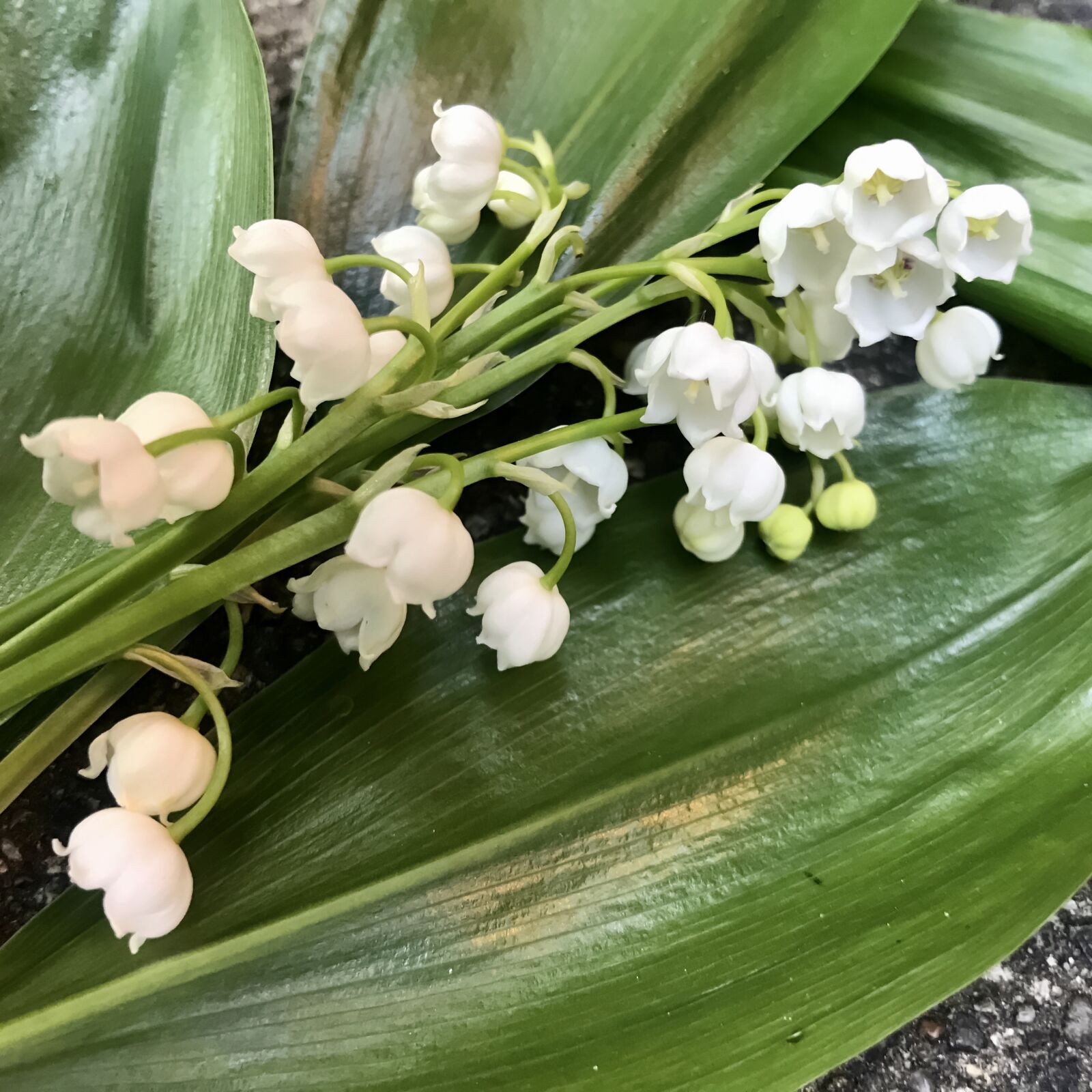 iPhone 7 back camera 3.99mm f/1.8 sample photo. Lily of the valley photography