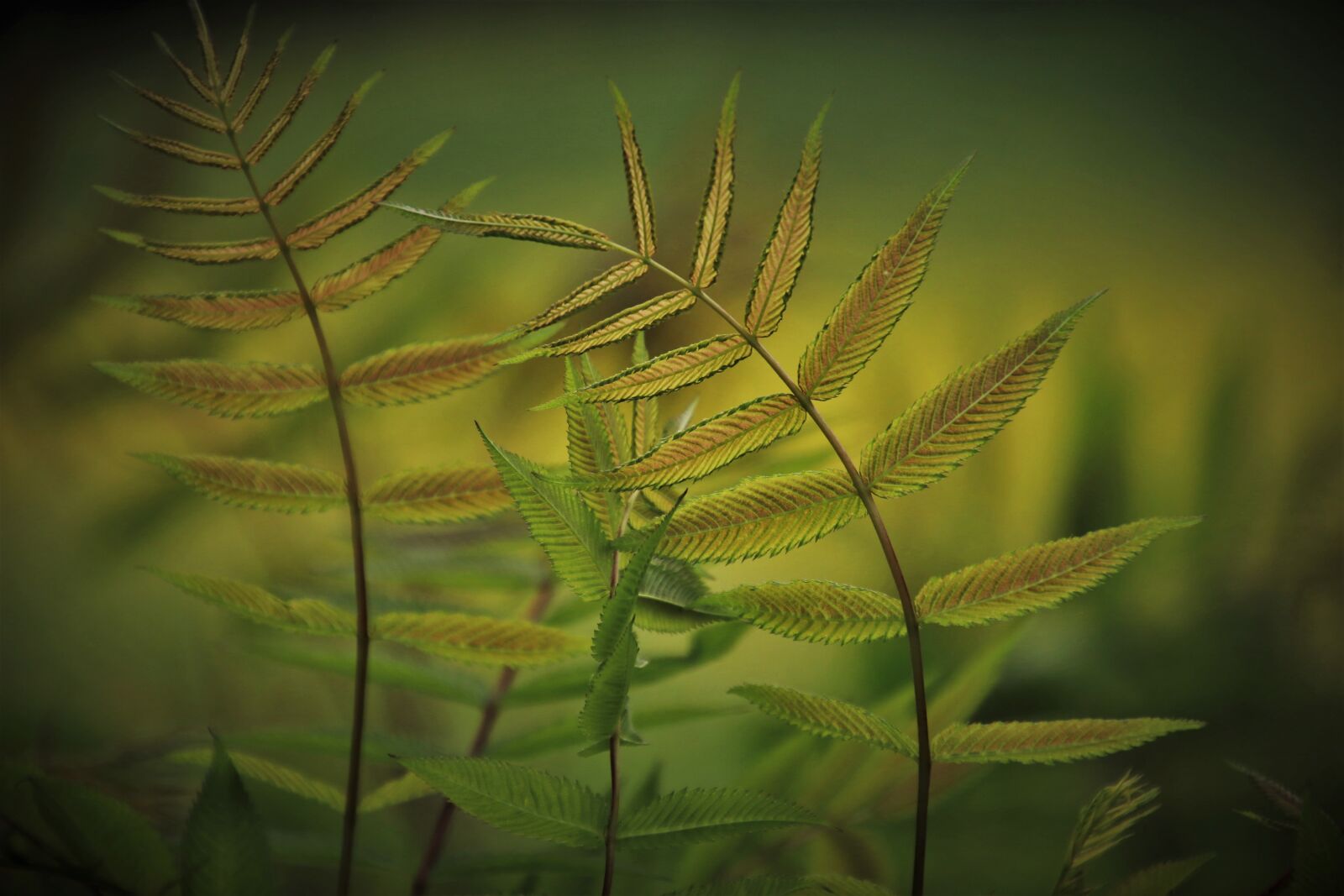 Canon EOS 80D sample photo. Green, foliage, garden photography