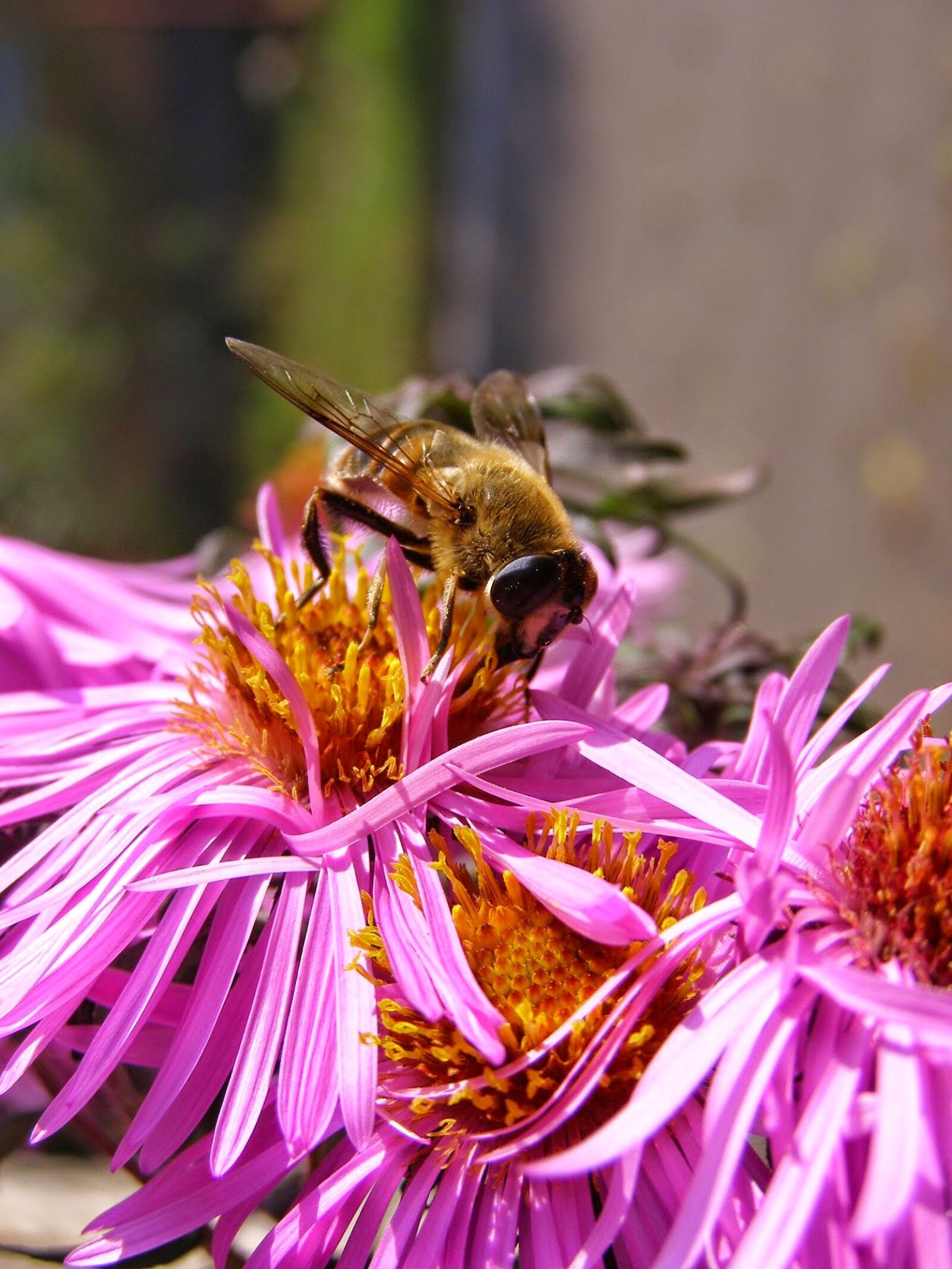 Olympus SP500UZ sample photo. Bee, honey, flower photography