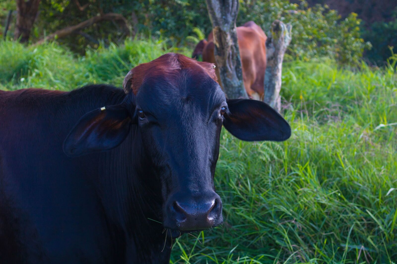 Canon EOS 750D (EOS Rebel T6i / EOS Kiss X8i) sample photo. Cow, livestock, animal photography