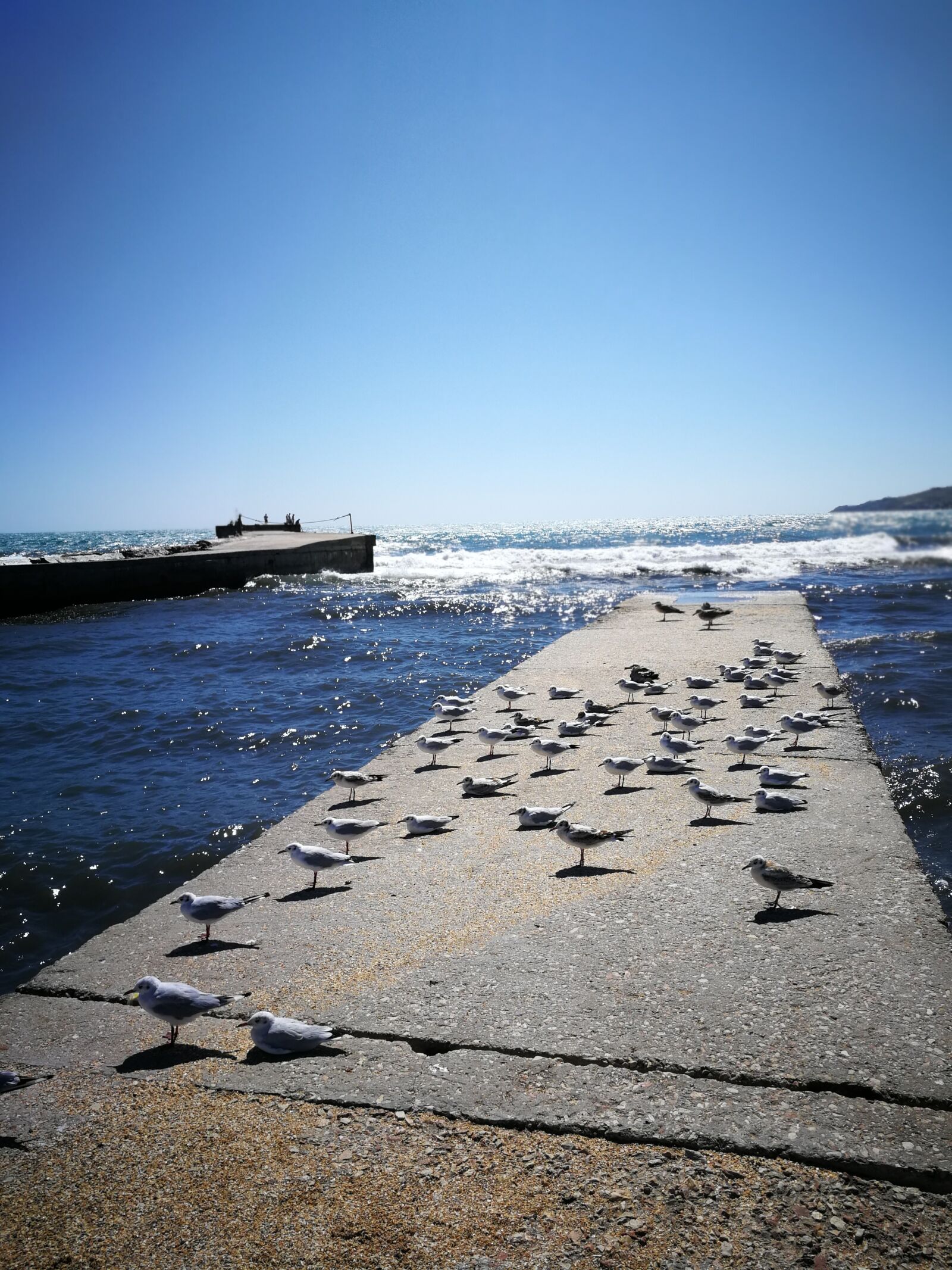 HUAWEI P10 sample photo. Gulls, sea, pierce photography