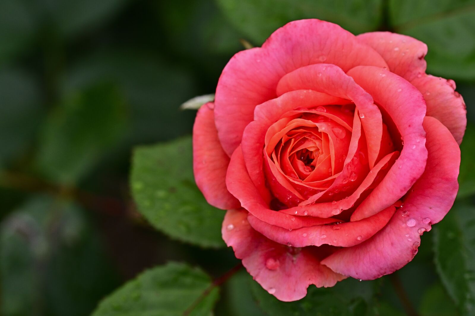 Nikon D5200 sample photo. Rose, blossom, bloom photography