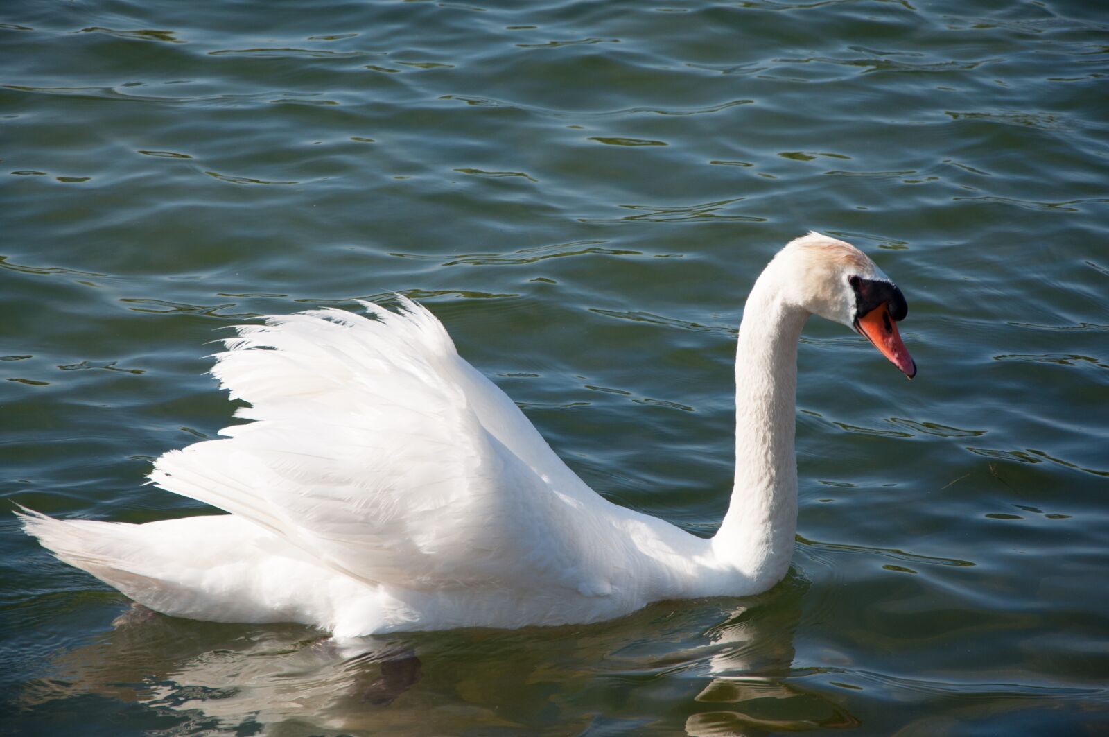 Nikon D90 sample photo. Swan, nature, white photography