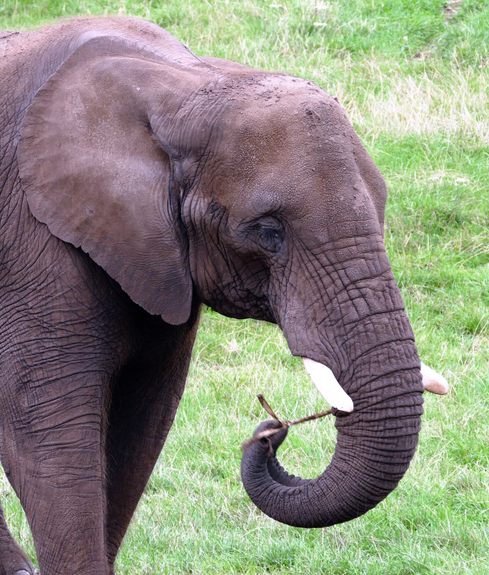 Panasonic Lumix DMC-FZ1000 sample photo. Animal, big, ear, elephant photography
