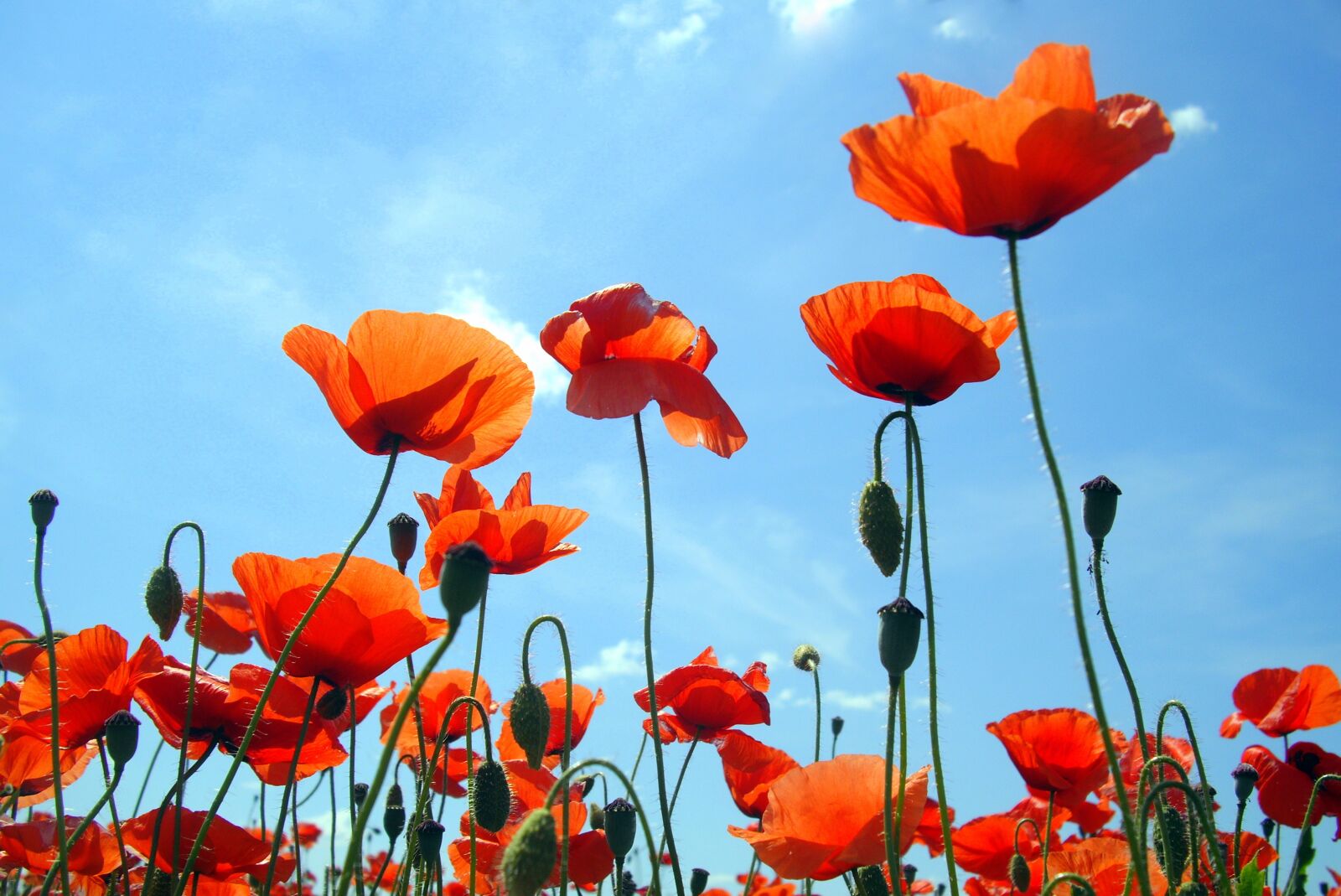 Pentax OPTIO A40 sample photo. Poppy, flowers, blue photography