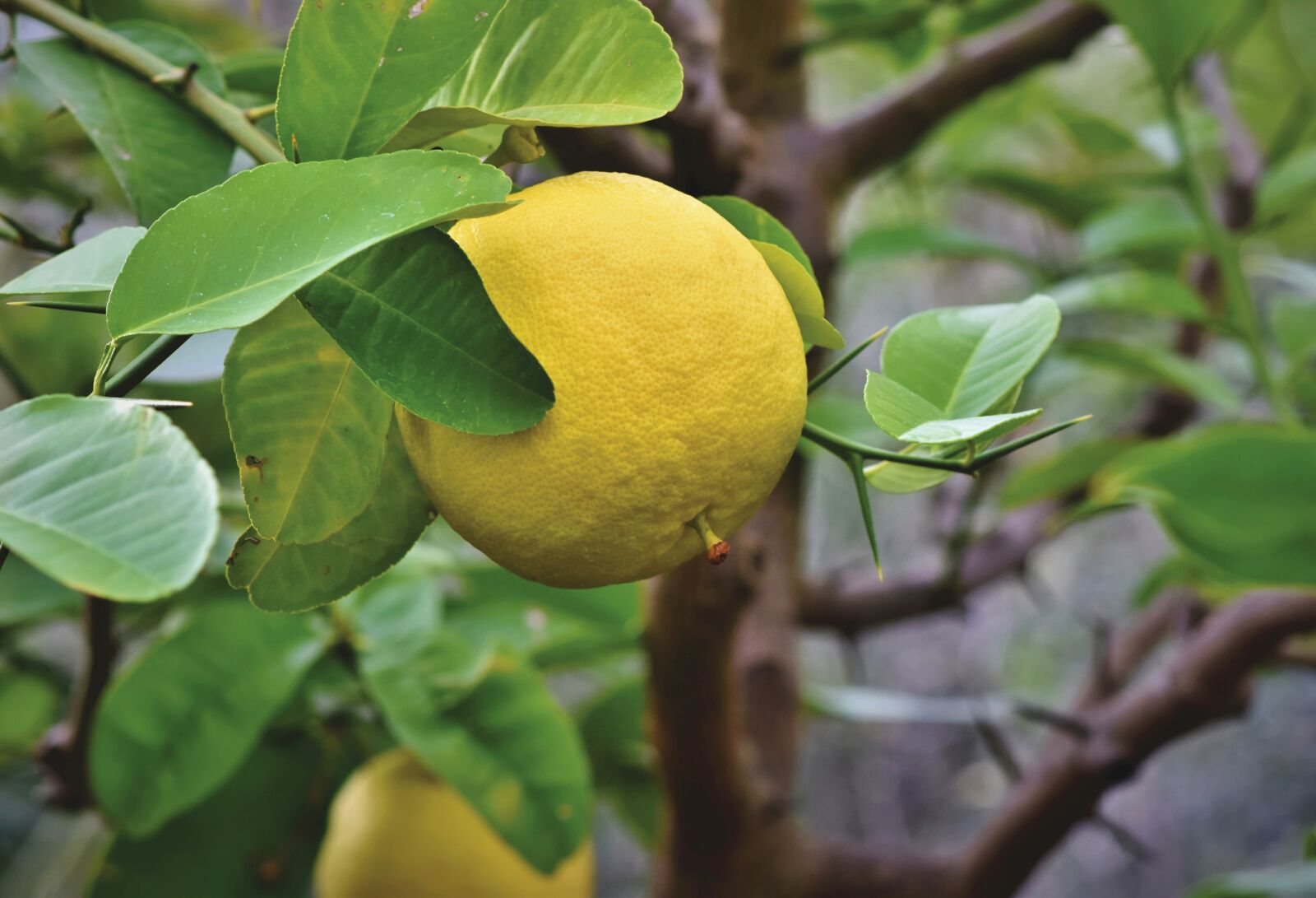 Nikon D7200 sample photo. Grapefruit, fruit, citrus fruit photography