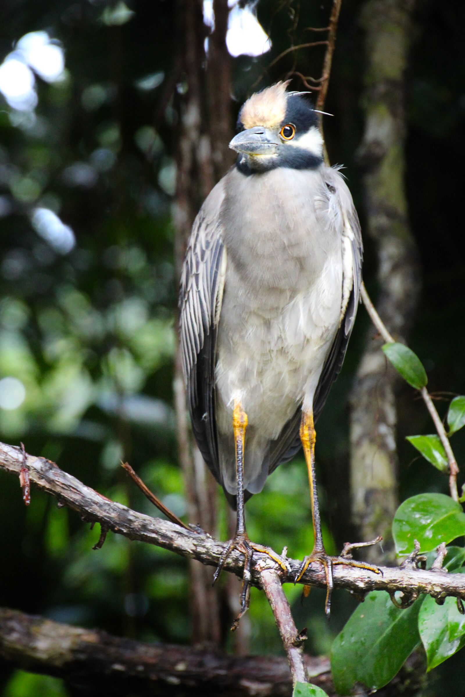 Canon EOS 1300D (EOS Rebel T6 / EOS Kiss X80) sample photo. Bird, nature, heron photography
