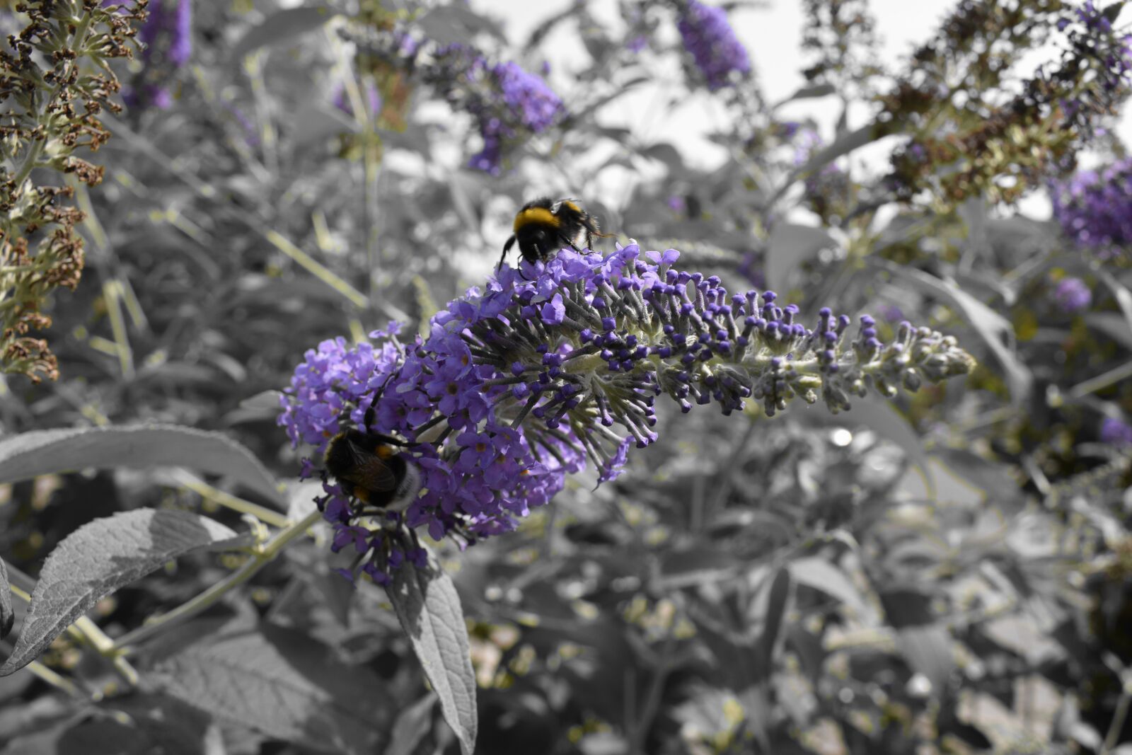 Nikon D3300 sample photo. Bumblebee, purple, grey photography