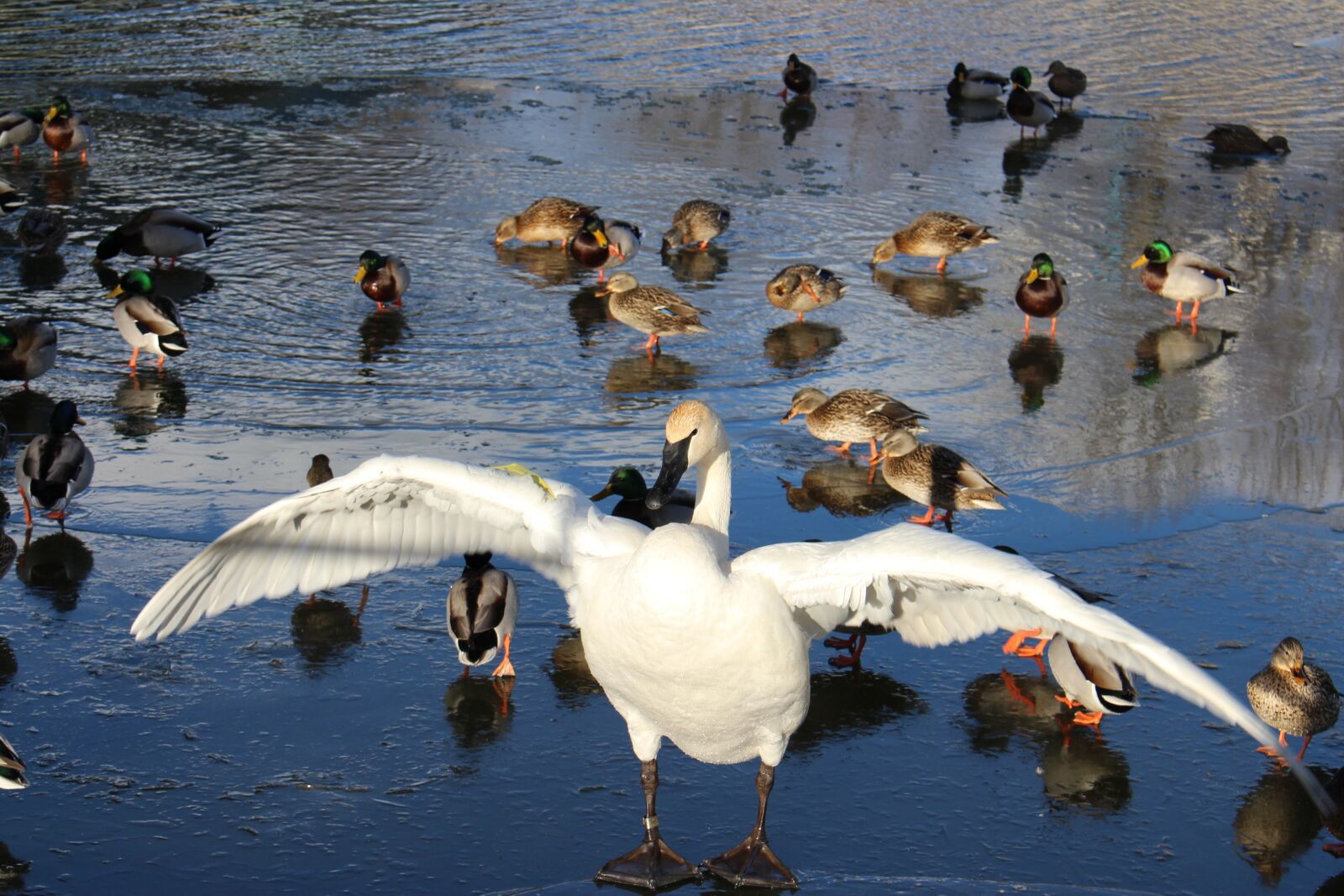 Canon EOS 700D (EOS Rebel T5i / EOS Kiss X7i) sample photo. Winter, swan, nature photography