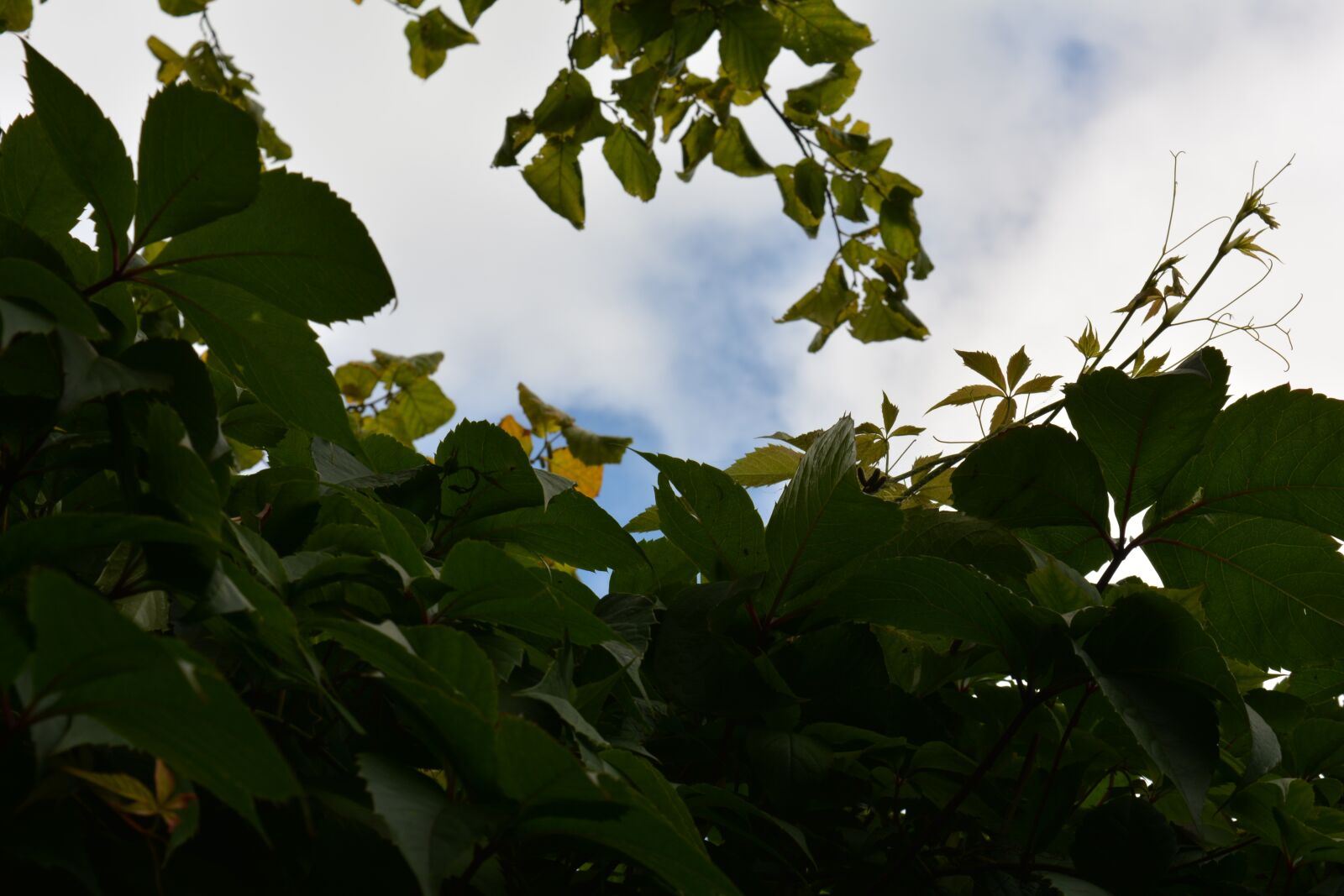 Nikon D5200 sample photo. Tree, trees, nature photography