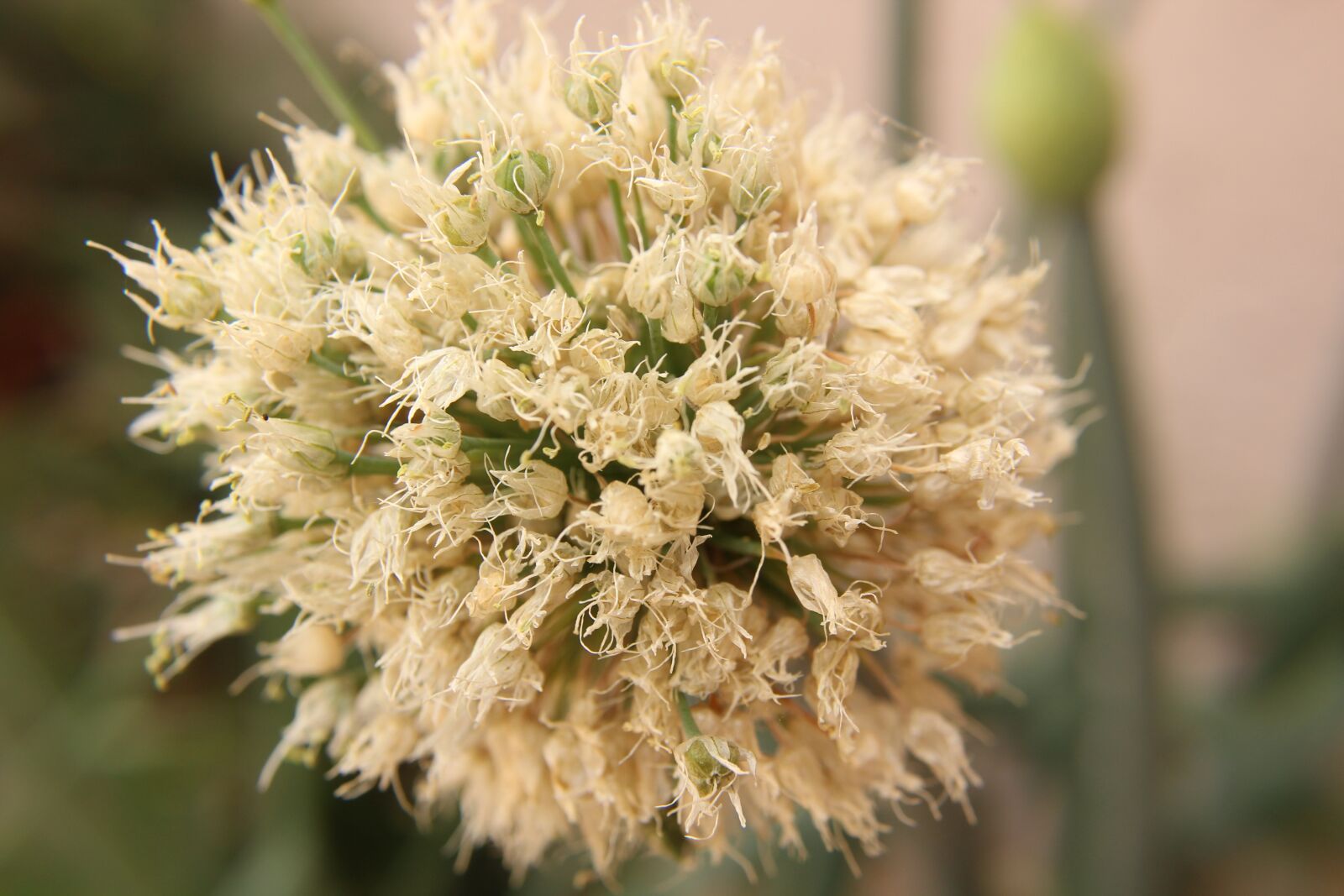 Canon EOS 1200D (EOS Rebel T5 / EOS Kiss X70 / EOS Hi) sample photo. Macro, bloom, plant photography