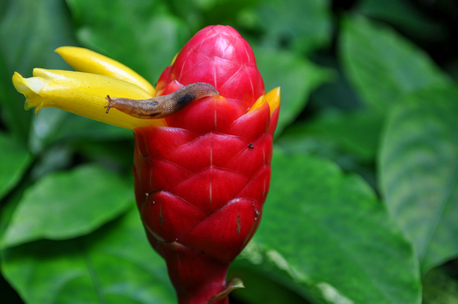 Nikon D5000 sample photo. Flower, snail, tropical, bud photography