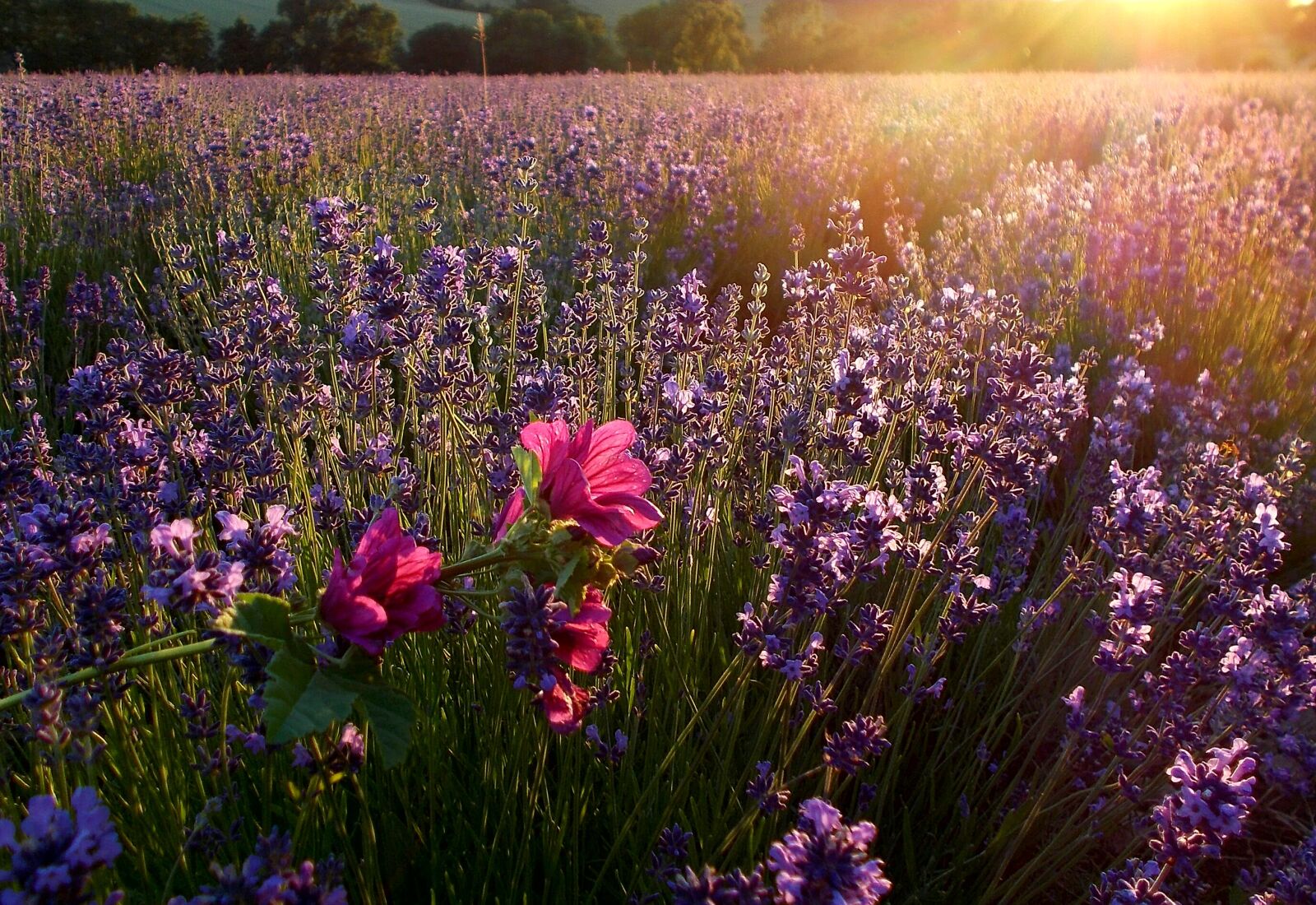 Nikon COOLPIX L29 sample photo. Lavender, sunbeam, lavender field photography