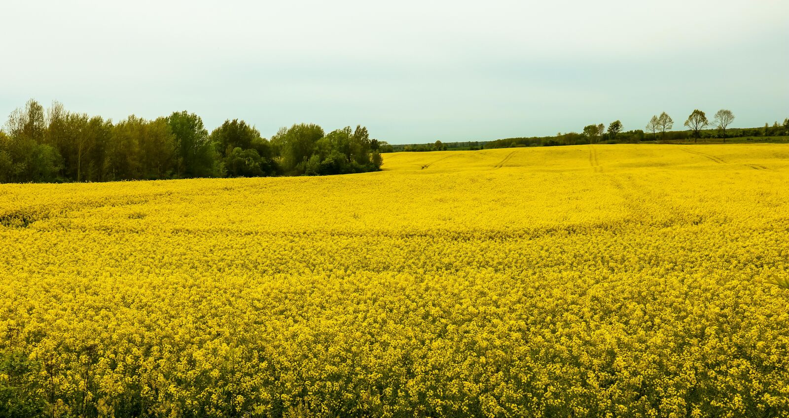 Canon EOS M100 + Canon EF-M 15-45mm F3.5-6.3 IS STM sample photo. Yellow, rape, rapeseed photography