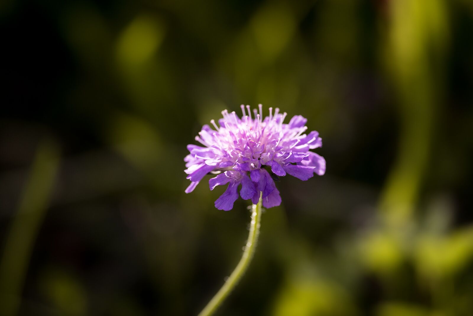 Nikon D750 sample photo. Deaf-skabiose, scabiosa columbaria, caprifoliaceae photography